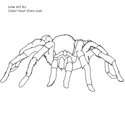 Tarantula Spider Tarantula Spider Coloring Page