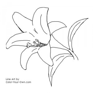 Garden Coloring Sheets on Flower Pretty Large Lily Flower To Color Lily Flower Coloring Sheet