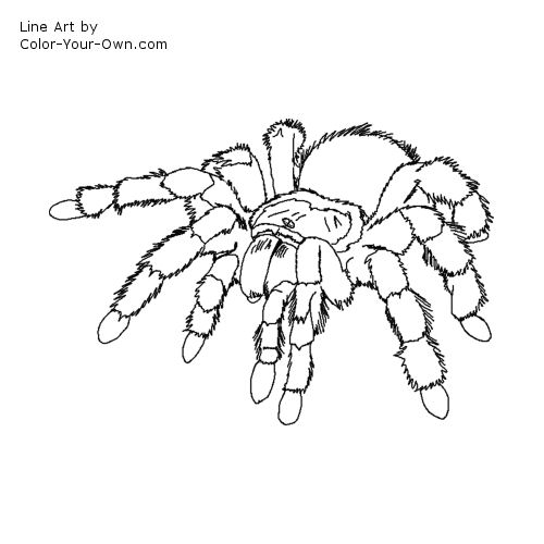 Hairy legged Tarantula spider Line Art