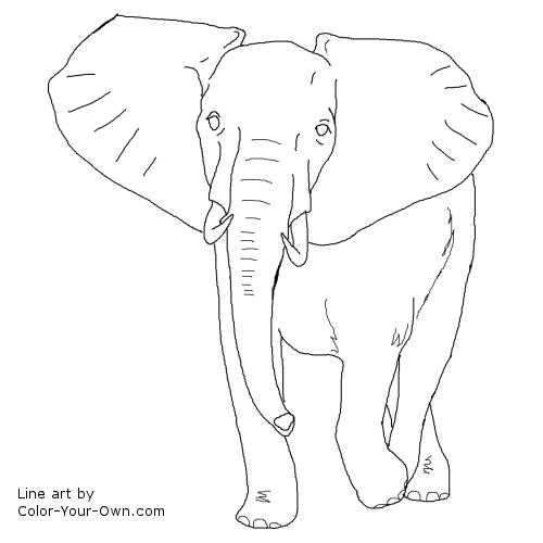 African Bull Elephant Line Art