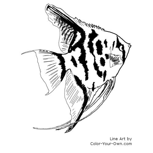 Freshwater Aquarium Angelfish Line Art
