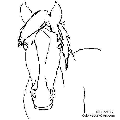 Arabian mare - head study line art