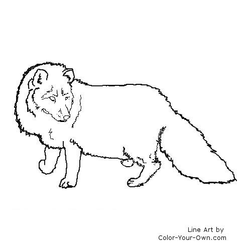 baby arctic fox coloring pages - photo #34