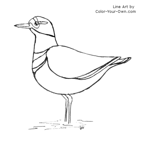Bird - Killdeer Line Art