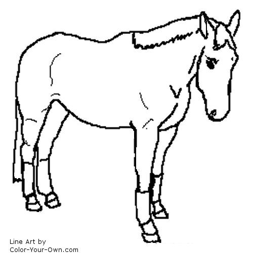 Warmblood Horse in Leg Wraps line art