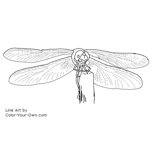 Dragonfly Line art