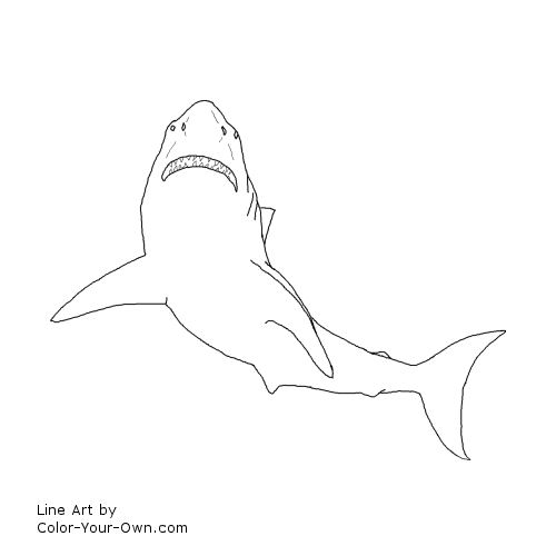 Great White Shark Line Art