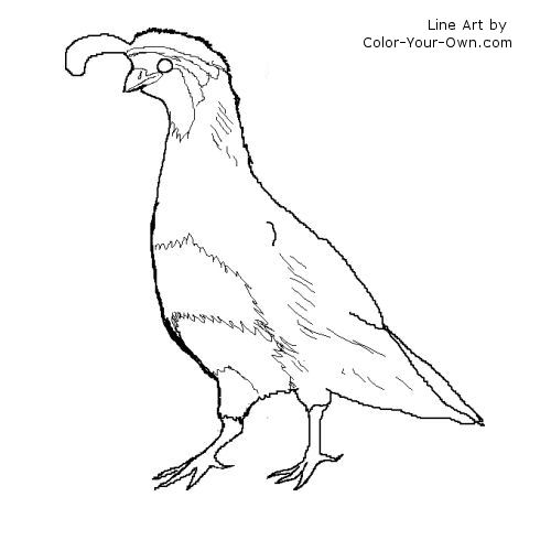 quail coloring pages - photo #30