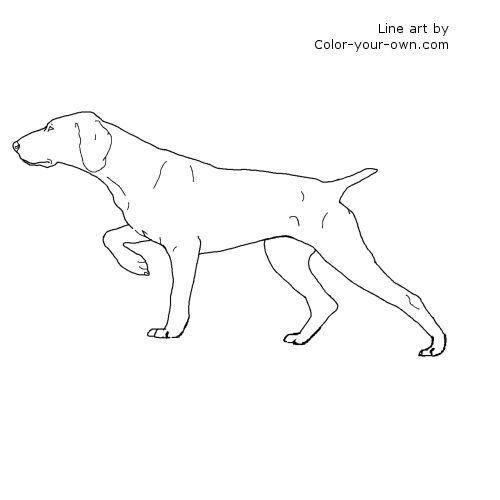 German Shorthair Pointer Dog line art
