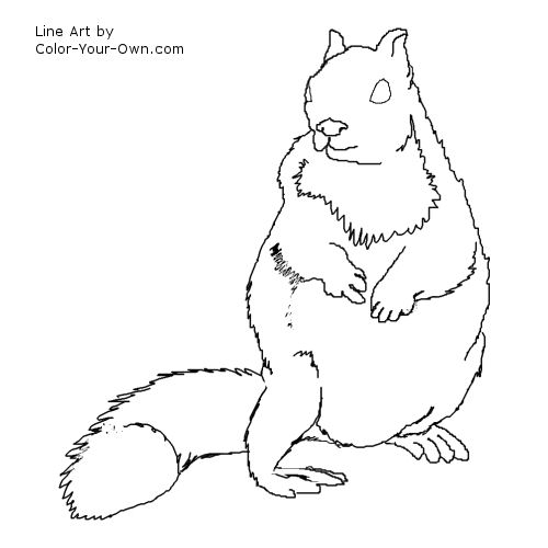 Ground Squirrel line art