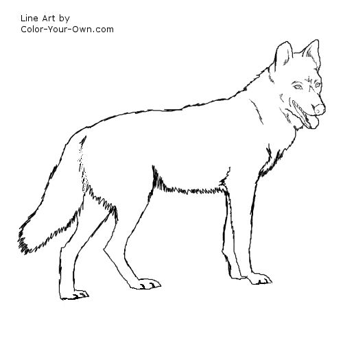 Wolf Hybrid