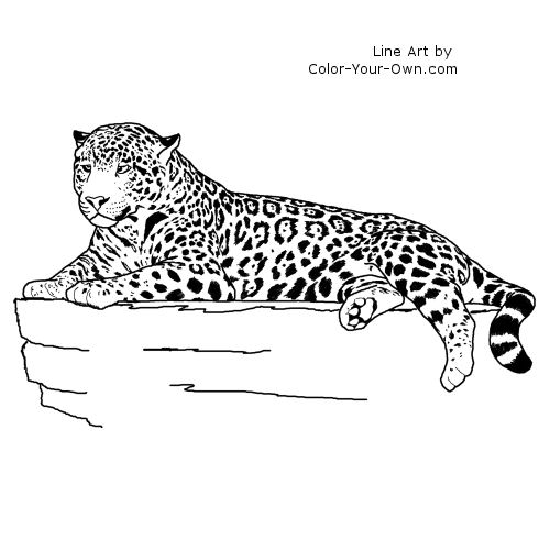 Jaguar Laying Down Line Art