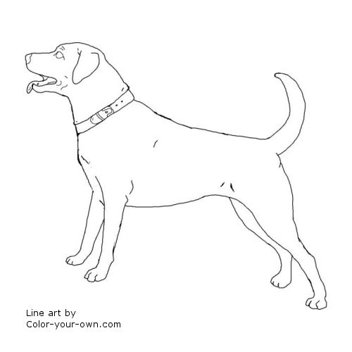 37+ Coloring Pages Of Yellow Labs Gif