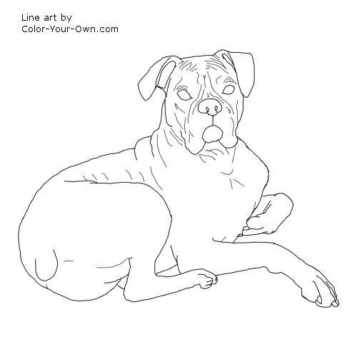 Boxer Dog Line Art