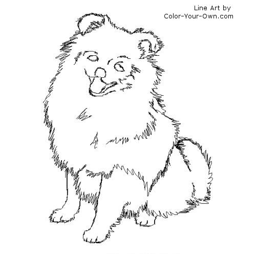 Pomeranian Line Art