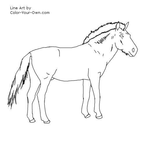 Przewalski Horse Line Art