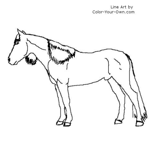 Spanish Barb stallion line art