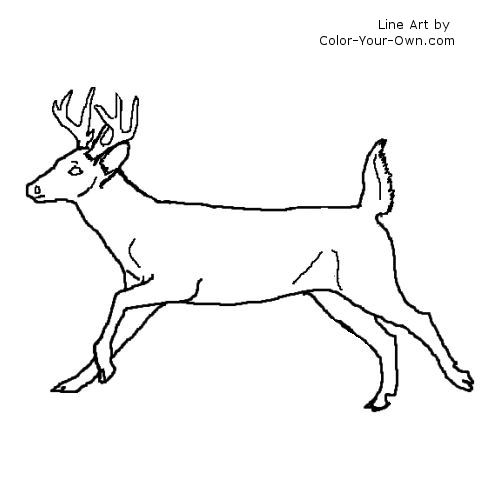 Whitetail Buck Coloring Page