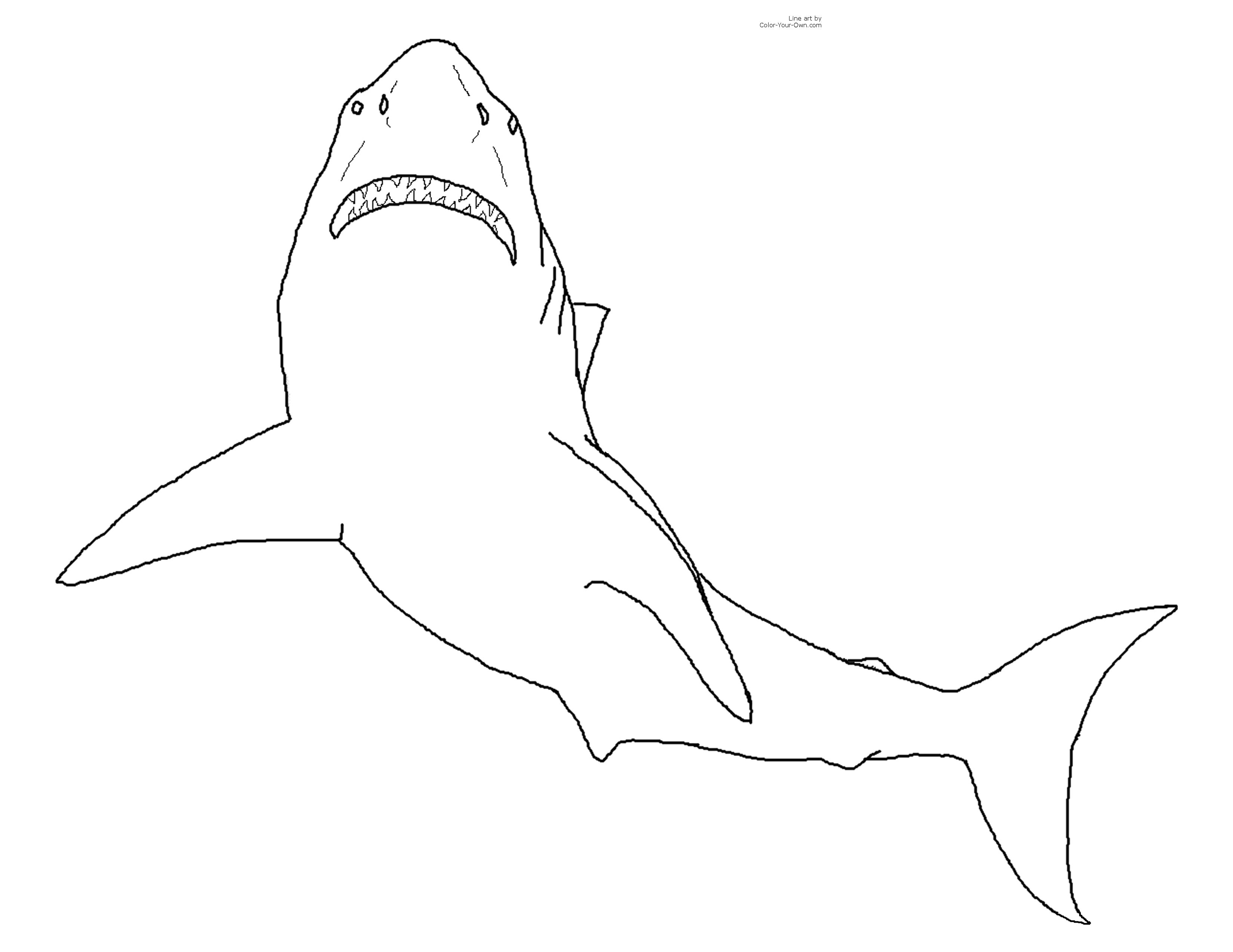 Great White Shark Line Art here for the free printable coloring page for 8 5 by 11 inch paper then click "print" on your browser