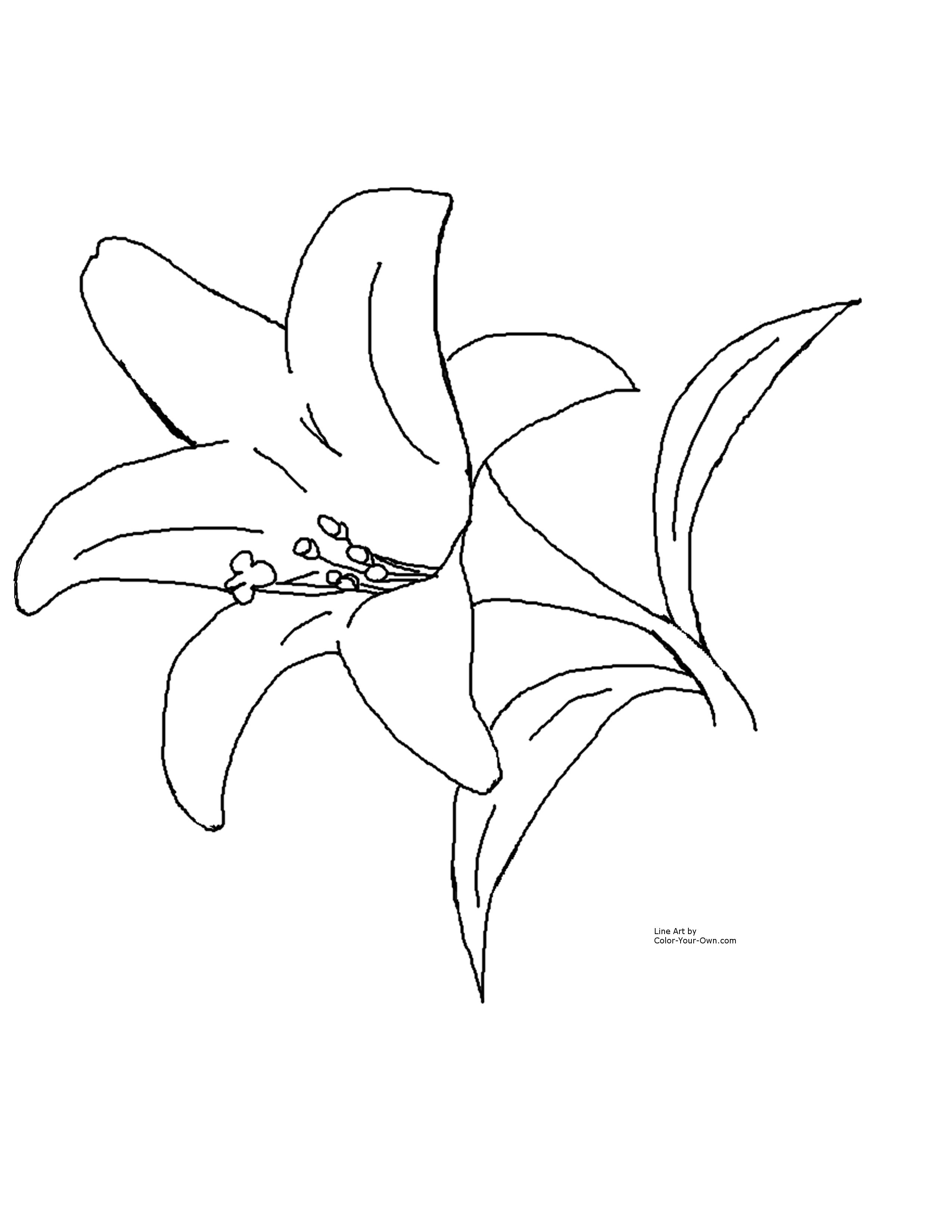 Easter Lily Coloring Page - image #3 title=