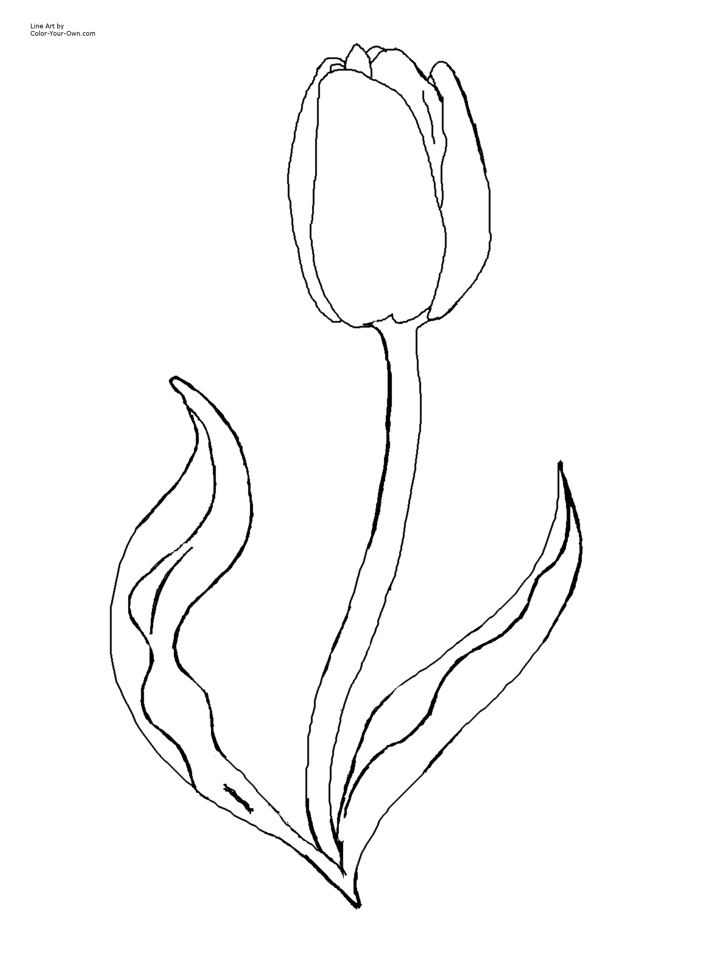 tulip outline coloring coloring coloring pages