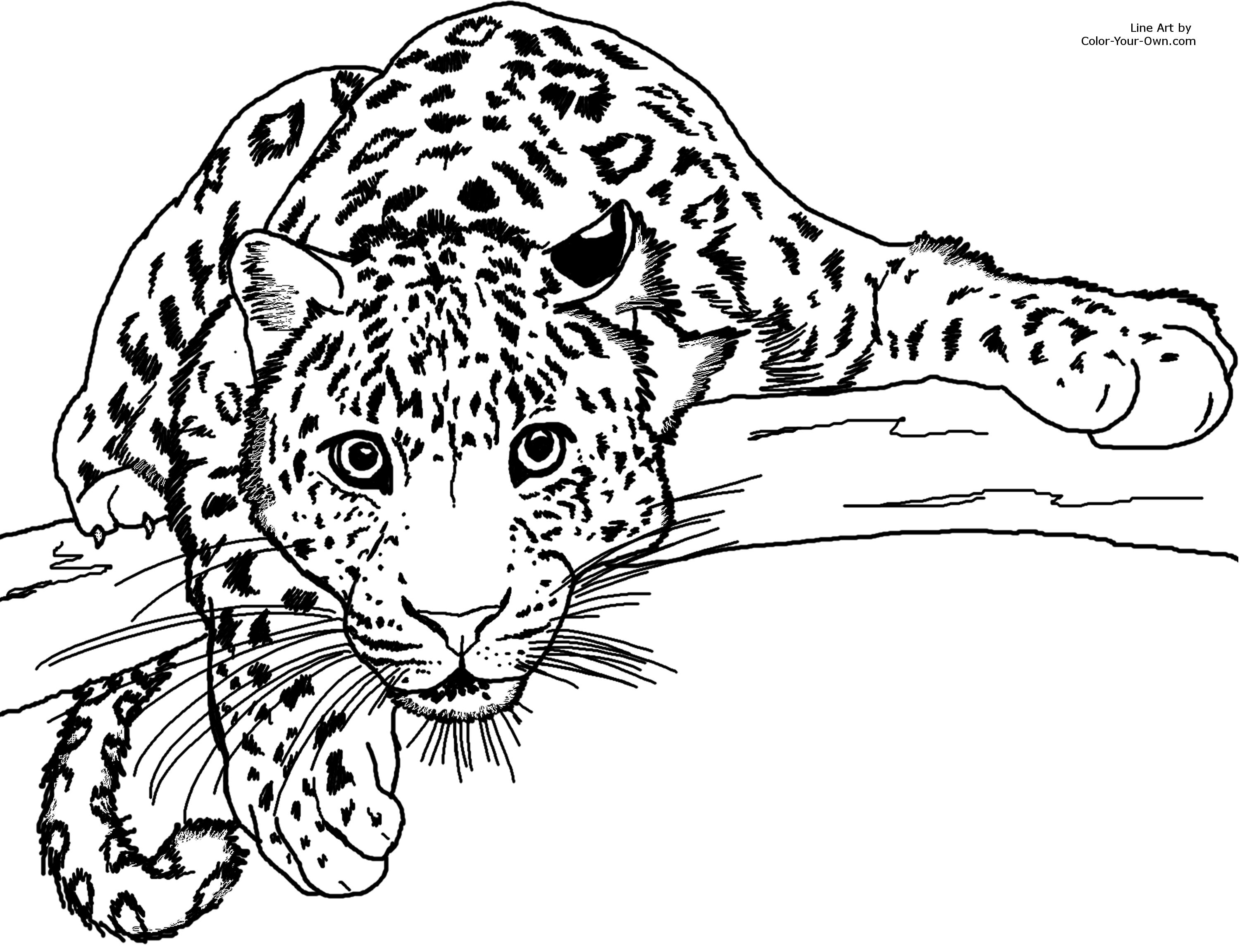 lurking leopard coloring page
