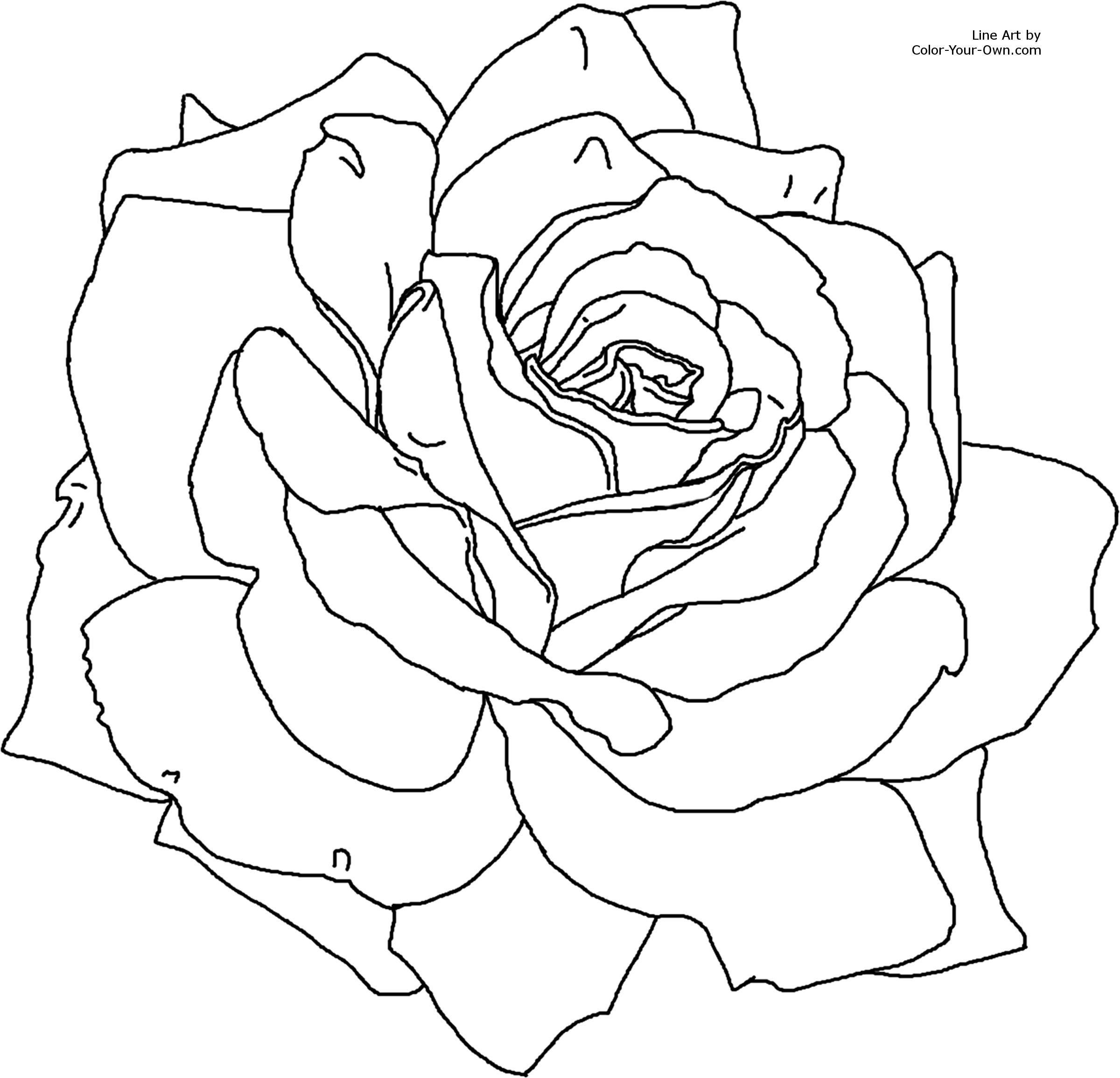 Realistic Rose Drawing Outline