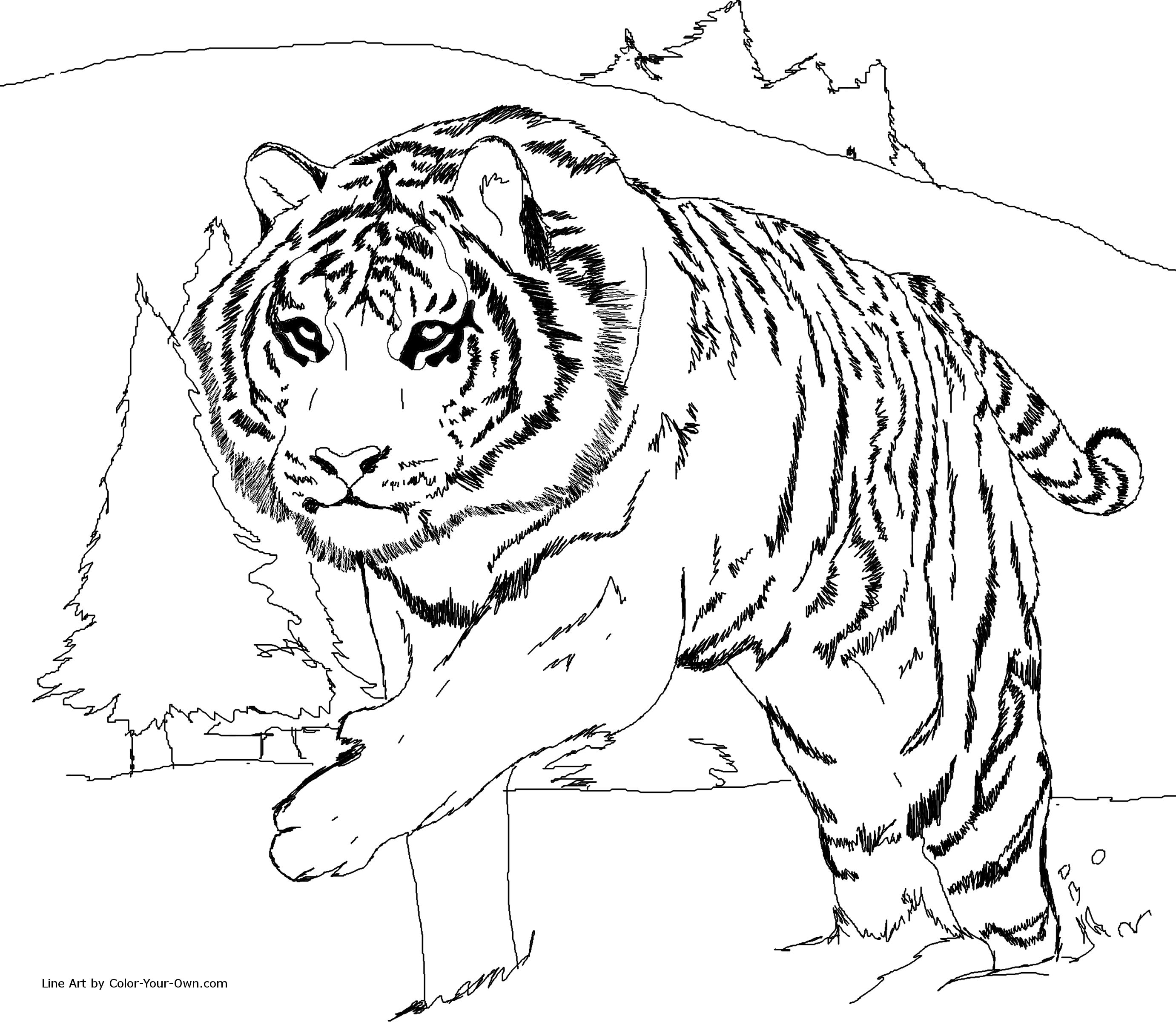 Tiger Coloring