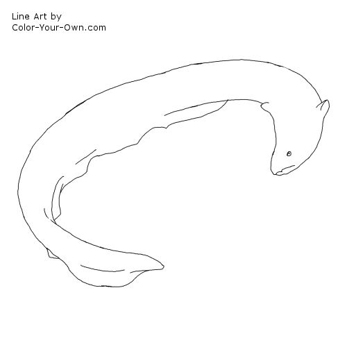 Electric Eel Coloring Page