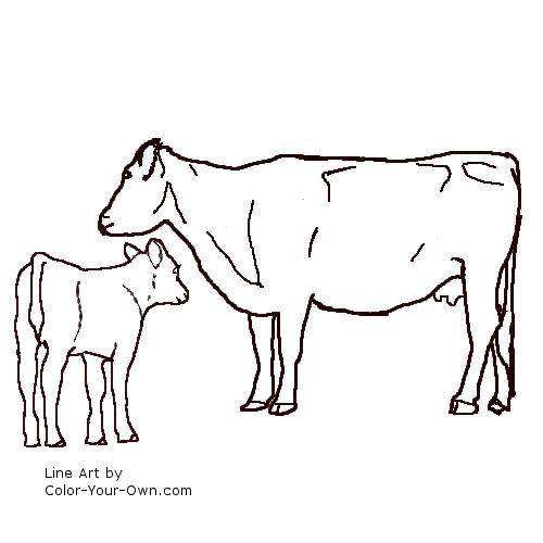 Black Angus Cow and Calf Coloring Page