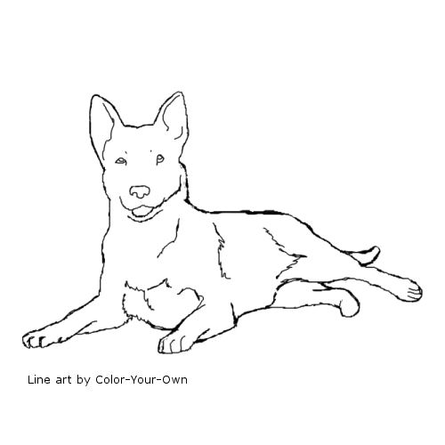 Australian Cattle Dog Coloring Page