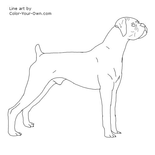 coloring-pages-printable-boxer-puppies