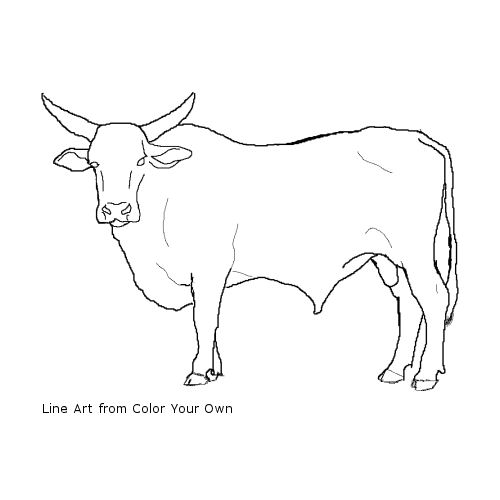 Bucking Bull line art