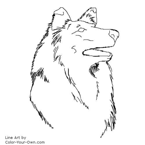 collie headstudy coloring page