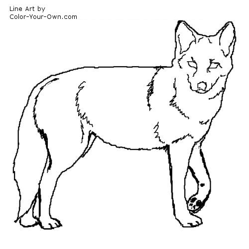 Download Coyote Coloring Page