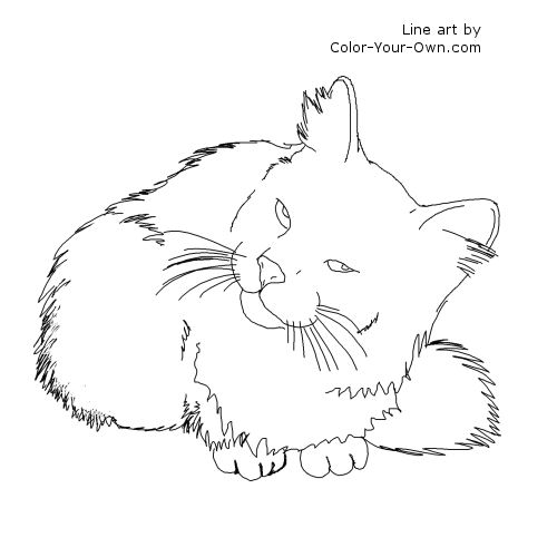 7800 Domestic Cats Coloring Pages , Free HD Download