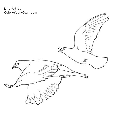 Flying Pigeons Bird Line Art