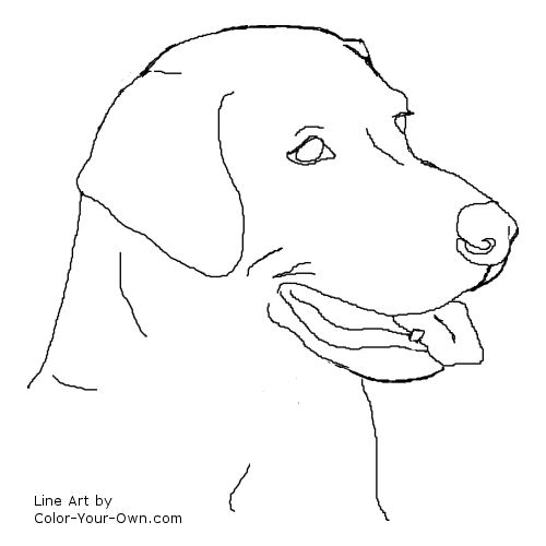 Dog Labrador Retriever Headstudy Coloring Page