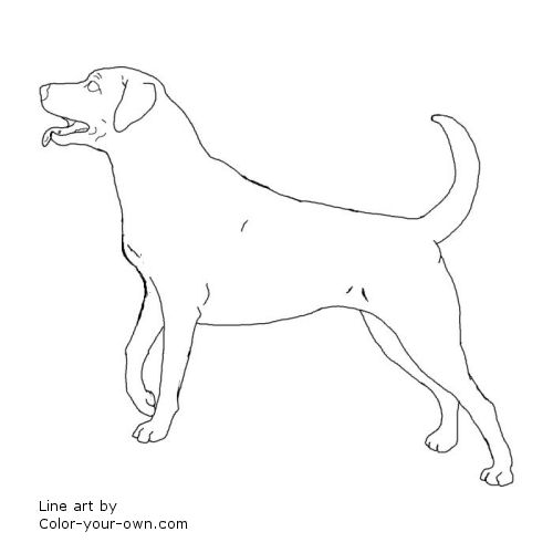 dog labrador retriever coloring page