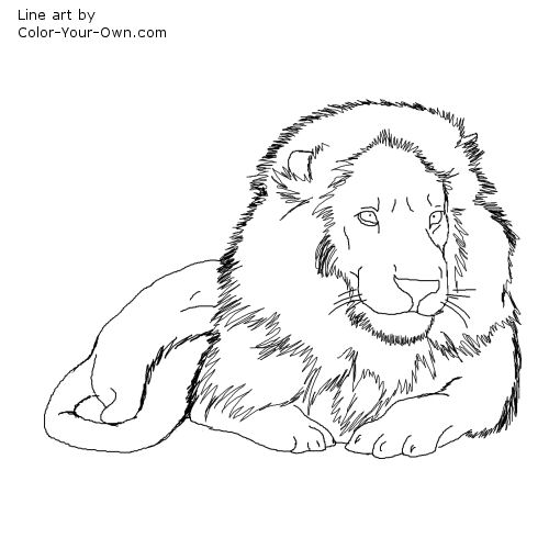 Male African Lion Coloring Page