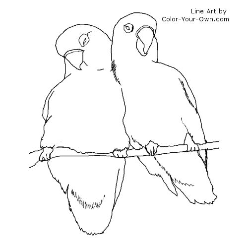 love bird drawing in color