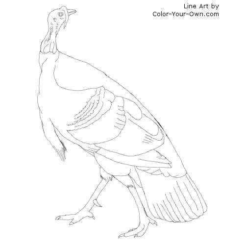 wild turkey coloring pages