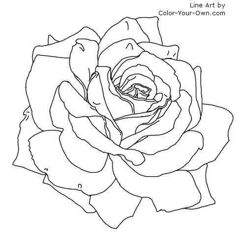 Rose Flower Coloring Page