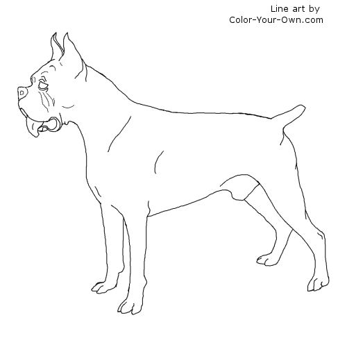 Boxer Dog Standing Coloring Page