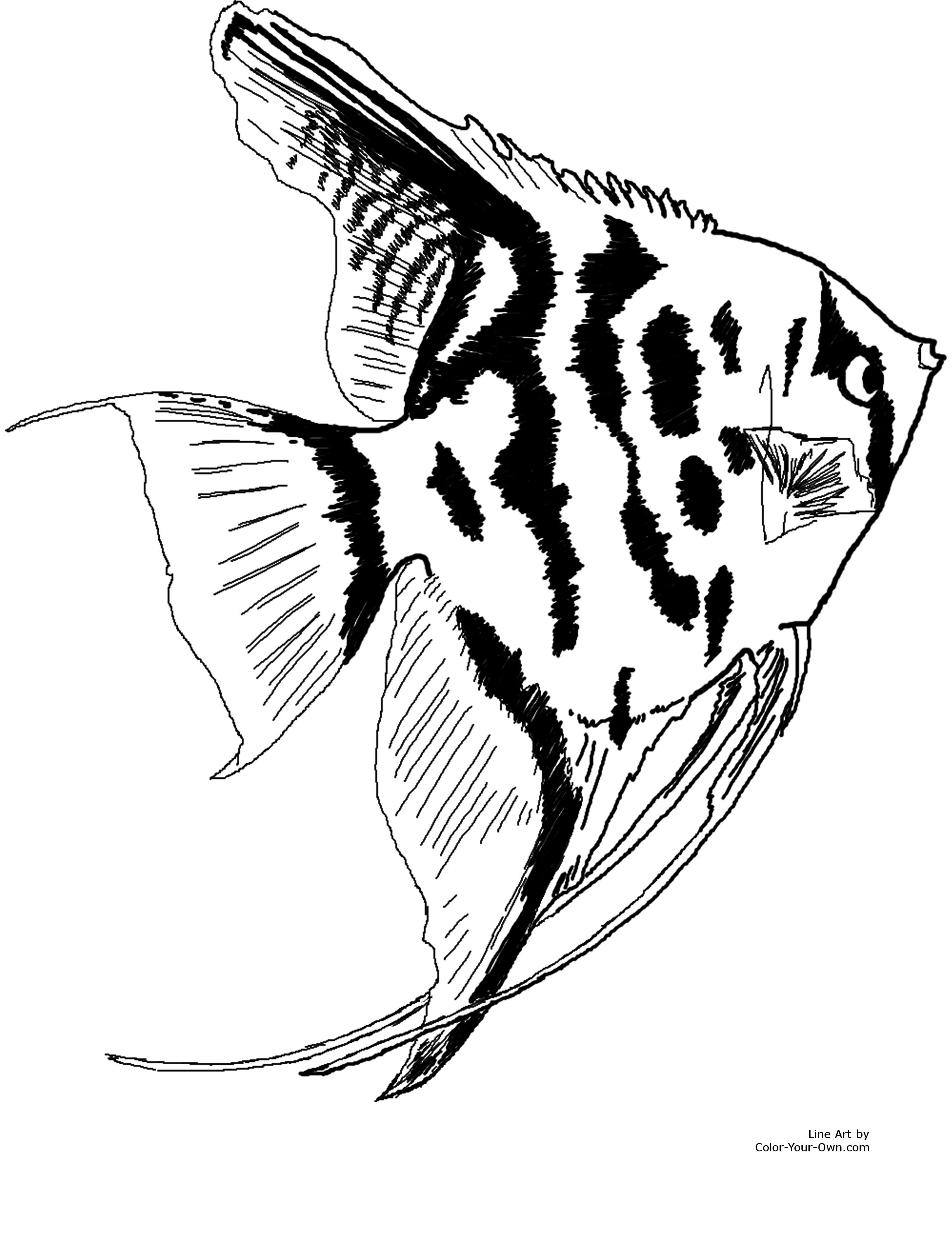 Download Freshwater Angelfish Coloring Page