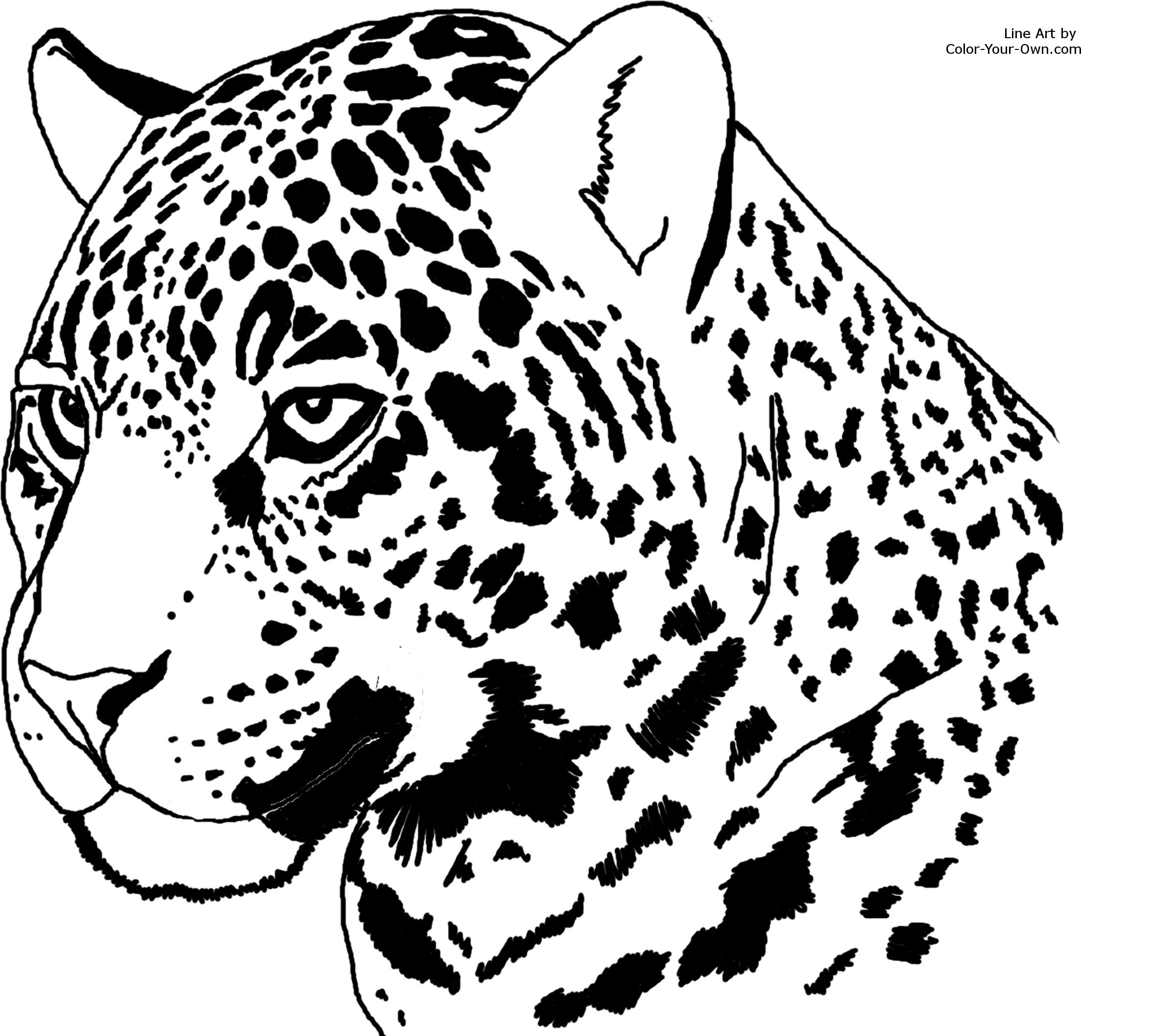 baby jaguar diego coloring pages