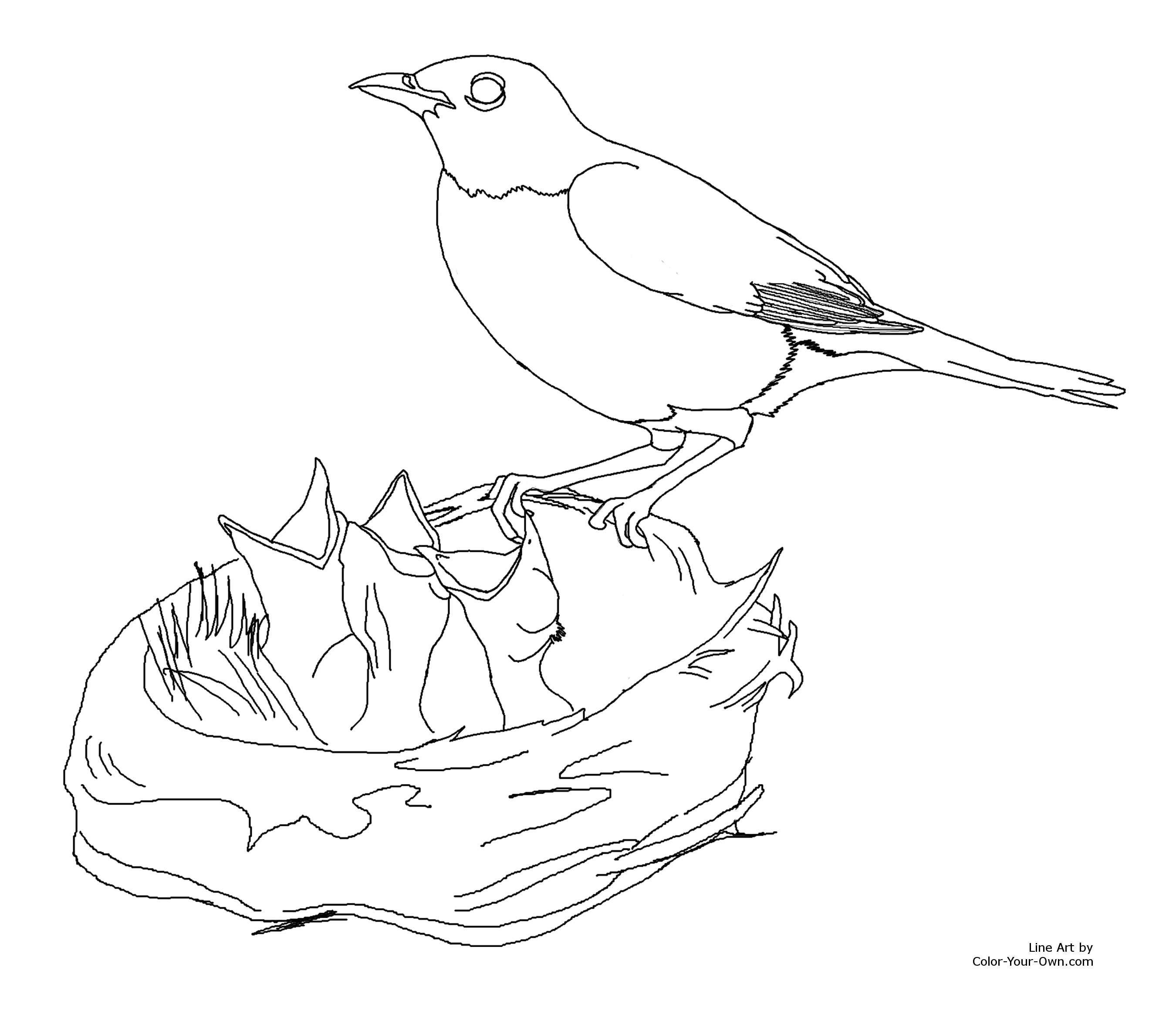 red robin bird coloring page
